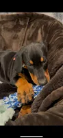 Eastleigh (pink) AKC, a female Doberman Pinscher for sale in Cedar Rapids, IA – Photo 2 of 10
