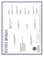 Eastleigh (pink) AKC, a female Doberman Pinscher for sale in Cedar Rapids, IA – Photo 7 of 10