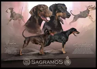 Eastleigh (pink) AKC, a female Doberman Pinscher for sale in Cedar Rapids, IA – Photo 9 of 10