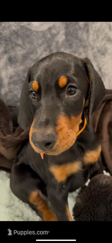 Eastleigh (pink) AKC