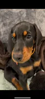 Eastleigh (pink) AKC, a female Doberman Pinscher for sale in Cedar Rapids, IA – Photo 1 of 10
