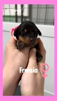 Black girl Freesia or Fuschia, a female Doberman Pinscher for sale in Cedar Rapids, IA – Photo 3 of 10