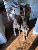 Black girl Freesia or Fuschia, a female Doberman Pinscher for sale in Cedar Rapids, IA – Photo 5 of 10