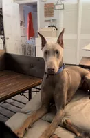 Black girl Freesia or Fuschia, a female Doberman Pinscher for sale in Cedar Rapids, IA – Photo 8 of 10