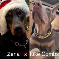 Black girl Freesia or Fuschia, a female Doberman Pinscher for sale in Cedar Rapids, IA – Photo 9 of 10