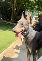 Black girl Freesia or Fuschia, a female Doberman Pinscher for sale in Cedar Rapids, IA – Photo 7 of 10