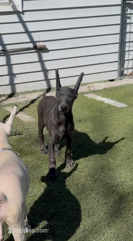 ist light 💚 collar blue Mel, a male Doberman Pinscher for sale in Cedar Rapids, IA – Photo 1 of 5