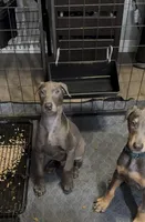 ist light 💚 collar blue Mel, a male Doberman Pinscher for sale in Cedar Rapids, IA – Photo 2 of 5