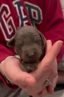 ist light 💚 collar blue Mel, a male Doberman Pinscher for sale in Cedar Rapids, IA – Photo 4 of 5