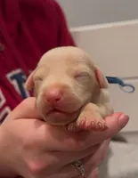 ingram blue collar boy, a male Doberman Pinscher for sale in Cedar Rapids, IA – Photo 6 of 6