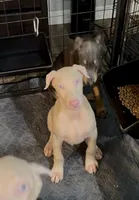 ingram blue collar boy, a male Doberman Pinscher for sale in Cedar Rapids, IA – Photo 4 of 6