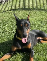 Lao 💛collar cropped 🖤male, a male Doberman Pinscher for sale in Cedar Rapids, IA – 3 of 4