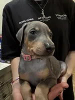 Kiss 💕collar blue female, a female Doberman Pinscher for sale in Cedar Rapids, IA – Photo 3 of 3