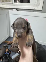 Kiss 💕collar blue female, a female Doberman Pinscher for sale in Cedar Rapids, IA – Photo 2 of 3