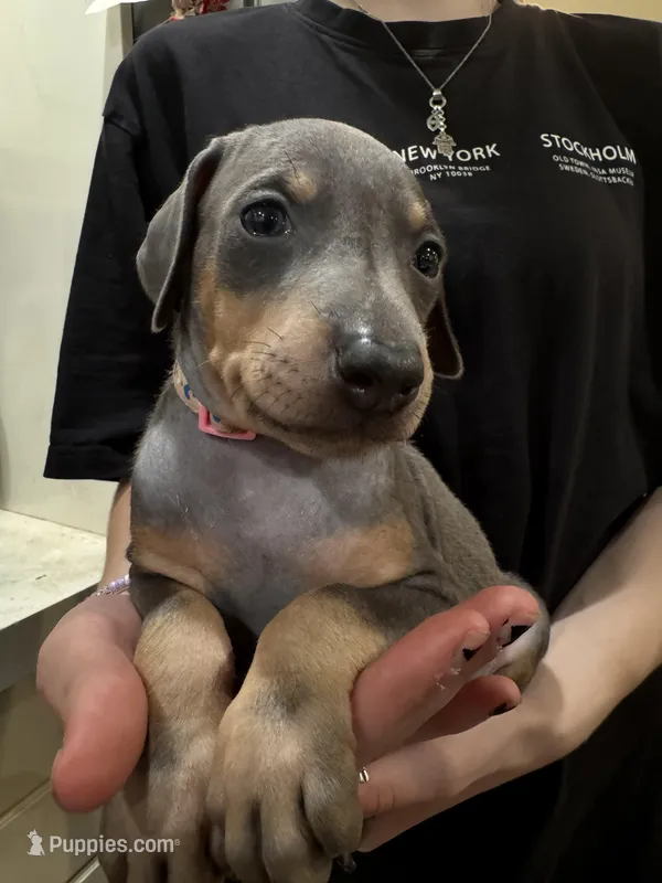 Kiss 💕collar blue female, a female Doberman Pinscher for sale in Cedar Rapids, IA – Photo 1 of 3