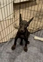 Garnet Black Melanistic ❤️, a male Doberman Pinscher for sale in Cedar Rapids, IA – Photo 5 of 8