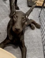 Garnet Black Melanistic ❤️, a male Doberman Pinscher for sale in Cedar Rapids, IA – Photo 8 of 8