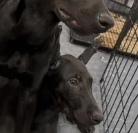 Garnet Black Melanistic ❤️, a male Doberman Pinscher for sale in Cedar Rapids, IA – Photo 7 of 8