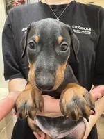 K/DA 💙collar cropped 🖤male, a male Doberman Pinscher for sale in Cedar Rapids, IA – Photo 5 of 9