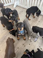 K/DA 💙collar cropped 🖤male, a male Doberman Pinscher for sale in Cedar Rapids, IA – Photo 8 of 9