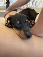 K/DA 💙collar cropped 🖤male, a male Doberman Pinscher for sale in Cedar Rapids, IA – Photo 7 of 9