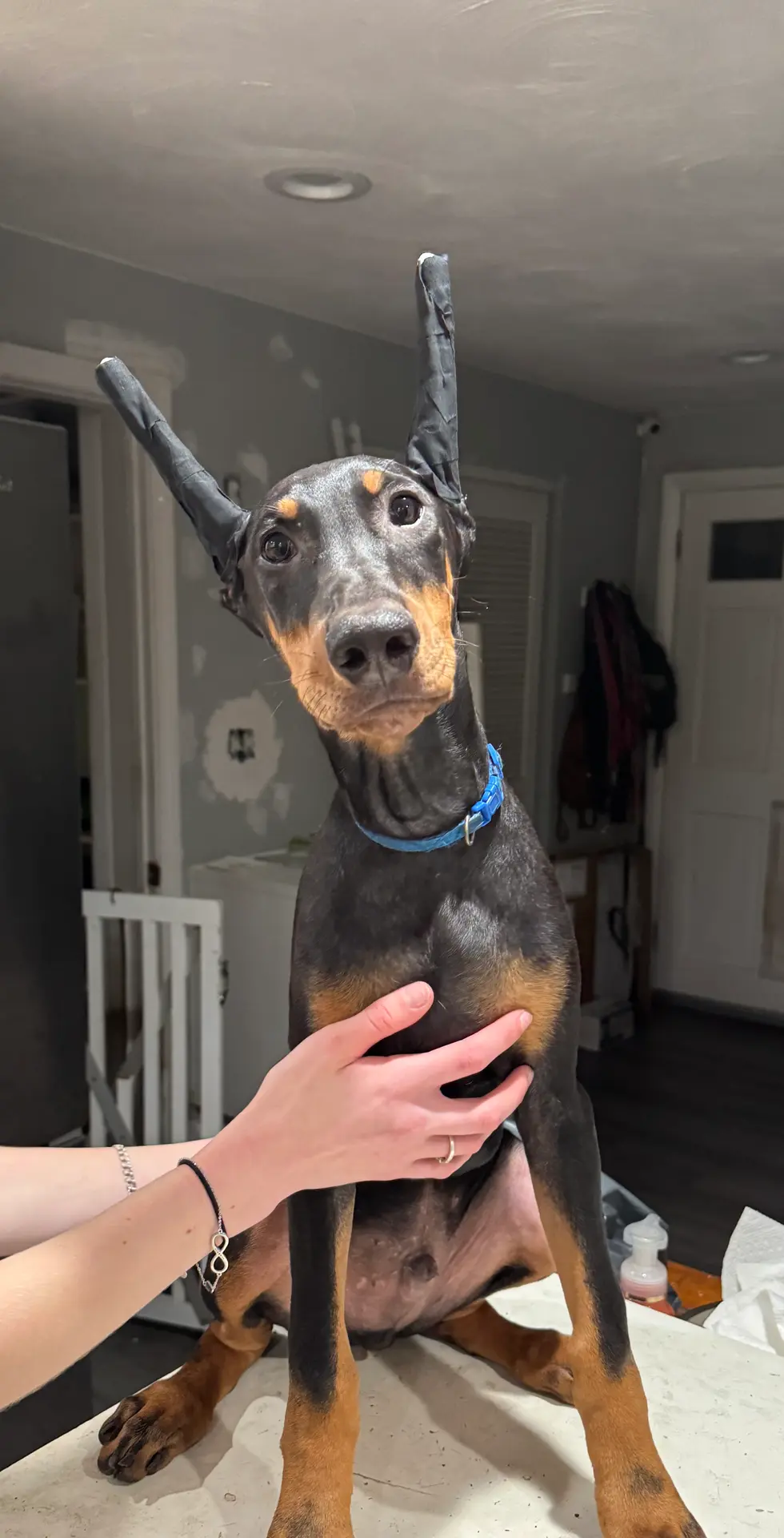 K/DA 💙collar cropped 🖤male, a male Doberman Pinscher for sale in Cedar Rapids, IA – Photo 3 of 9