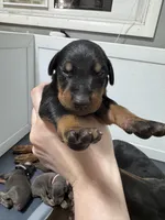 K/DA 💙collar cropped 🖤male, a male Doberman Pinscher for sale in Cedar Rapids, IA – Photo 6 of 9