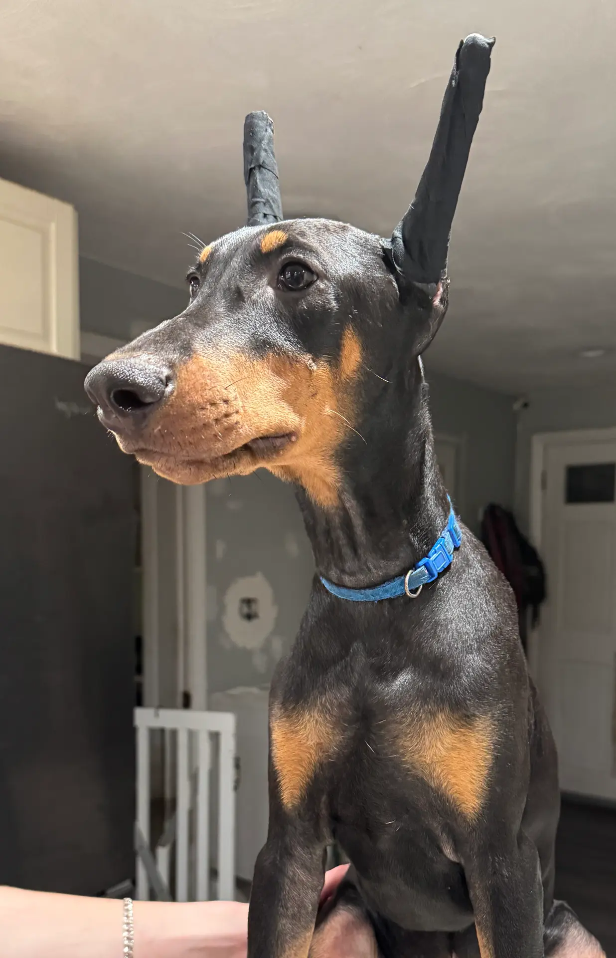 K/DA 💙collar cropped 🖤male, a male Doberman Pinscher for sale in Cedar Rapids, IA – Photo 2 of 9