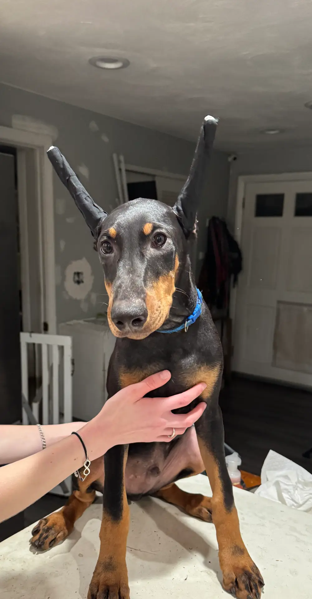 K/DA 💙collar cropped 🖤male