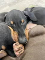 K/DA 💙collar cropped 🖤male, a male Doberman Pinscher for sale in Cedar Rapids, IA – Photo 9 of 9