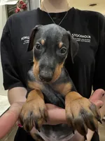 K/DA 💙collar cropped 🖤male, a male Doberman Pinscher for sale in Cedar Rapids, IA – Photo 4 of 9