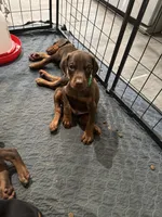 Johnny Euro champion line, a male Doberman Pinscher for sale in Cedar Rapids, IA – Photo 8 of 10