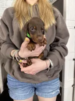 Johnny Euro champion line, a male Doberman Pinscher for sale in Cedar Rapids, IA – Photo 5 of 10