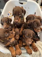 Johnny Euro champion line, a male Doberman Pinscher for sale in Cedar Rapids, IA – Photo 6 of 10