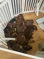 Johnny Euro champion line, a male Doberman Pinscher for sale in Cedar Rapids, IA – Photo 7 of 10