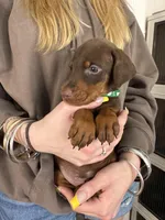 Johnny Euro champion line, a male Doberman Pinscher for sale in Cedar Rapids, IA – Photo 9 of 10