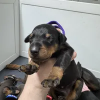 Kara 💜collar cropped 🖤female, a female Doberman Pinscher for sale in Cedar Rapids, IA – Photo 5 of 5