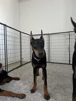 Kara 💜collar cropped 🖤female, a female Doberman Pinscher for sale in Cedar Rapids, IA – 7 of 7