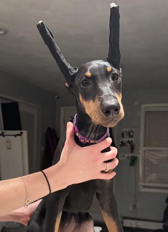 Kara 💜collar cropped 🖤female – Doberman Pinscher puppy for sale in Cedar Rapids, IA