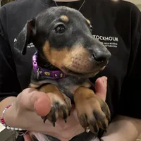 Kara 💜collar cropped 🖤female, a female Doberman Pinscher for sale in Cedar Rapids, IA – Photo 4 of 5