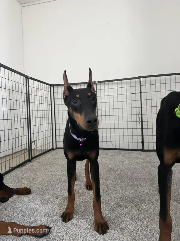 Kara 💜collar cropped 🖤female – Doberman Pinscher puppy for sale in Cedar Rapids, IA