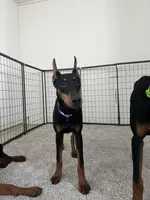 Kara 💜collar cropped 🖤female, a female Doberman Pinscher for sale in Cedar Rapids, IA – 6 of 7