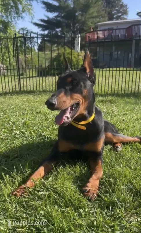 Lao 💛collar cropped 🖤male – Doberman Pinscher puppy for sale in Cedar Rapids, IA