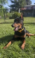Lao 💛collar cropped 🖤male, a male Doberman Pinscher for sale in Cedar Rapids, IA – 1 of 4