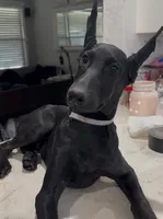 Graftonite Black Melanistic 🩶, a female Doberman Pinscher for sale in Cedar Rapids, IA – Photo 1 of 7