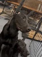 Graftonite Black Melanistic 🩶, a female Doberman Pinscher for sale in Cedar Rapids, IA – Photo 3 of 7