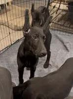 Graftonite Black Melanistic 🩶, a female Doberman Pinscher for sale in Cedar Rapids, IA – Photo 4 of 7