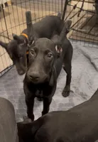 Graftonite Black Melanistic 🩶, a female Doberman Pinscher for sale in Cedar Rapids, IA – Photo 2 of 7