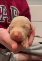 ikema gray collar boy, a male Doberman Pinscher for sale in Cedar Rapids, IA – Photo 4 of 5