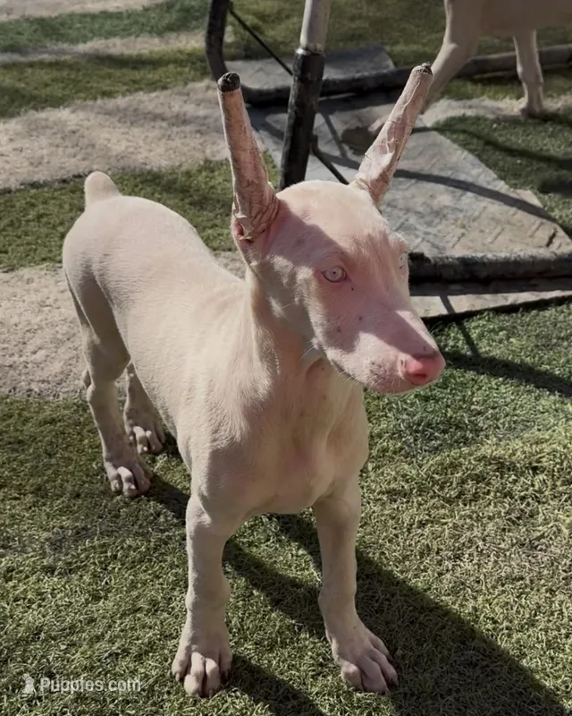 ikema gray collar boy, a male Doberman Pinscher for sale in Cedar Rapids, IA – Photo 1 of 5